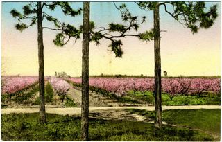 norman-martin-north-carolina-nc-moore-county-0068.jpg, Moore County, North Carolina : norman-martin-north-carolina-nc-moore-county-0068.jpg [1903322-97320205]